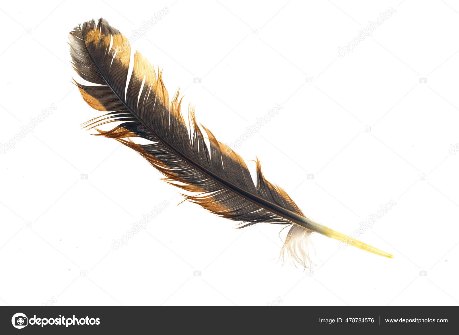 Black Brown Feathers Rooster White Isolated Background Stock Photo by  ©krzysztof12 478784576